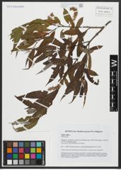 Foto von Salix alba L.